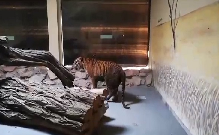 «Будем лечить, отогревать, кормить и поить». Тигров, застрявших на польской границе, доставили в Познань