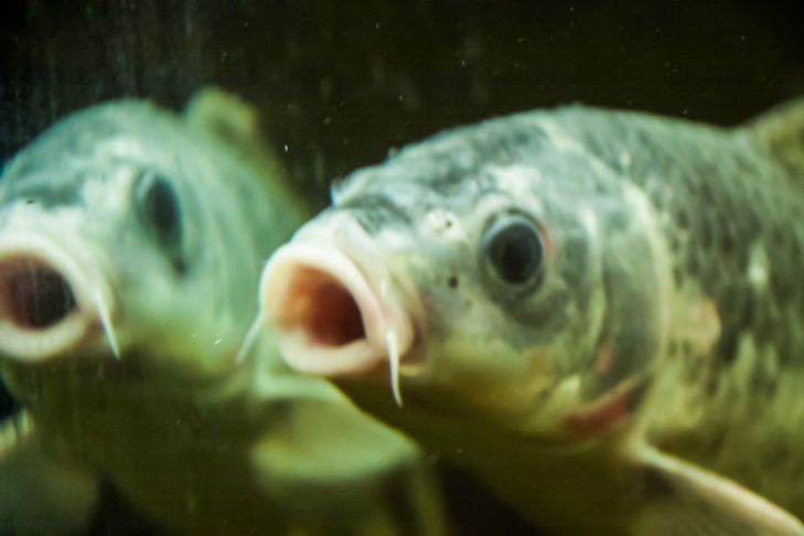 Идем на рыбные ярмарки в Минске: куда и когда Идем на рыбные ярмарки в Минске: куда и когда