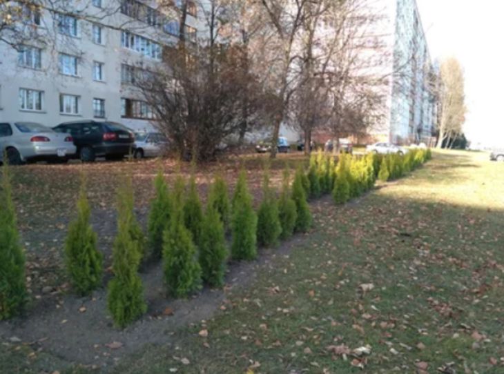 Кто-то украл туи на проспекте Пушкина в Минске. Озеленители сетуют, но не сдаются