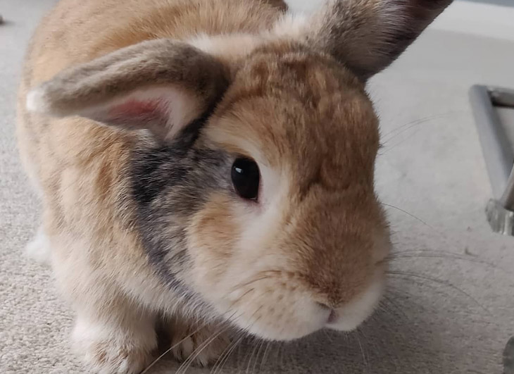 Какой пушистик. Парень не любил животных, пока не встретил того, кто перевернул его взгляды на жизнь