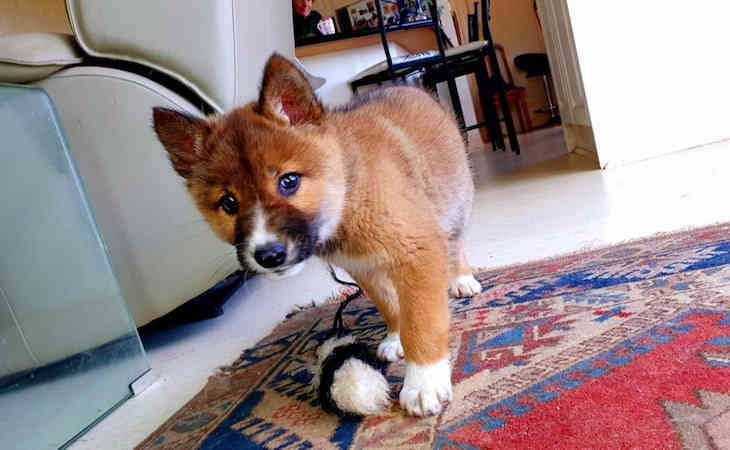 Милый щенок забрел к дому женщины и удивил ее. Ведь зверек оказался настоящим хищником