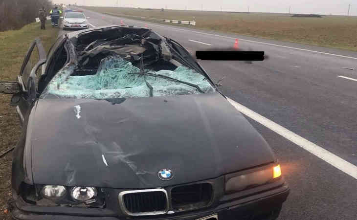 Под Оршей легковушка сбила лося: пострадали два человека Под Оршей легковушка сбила лося: пострадали два человека