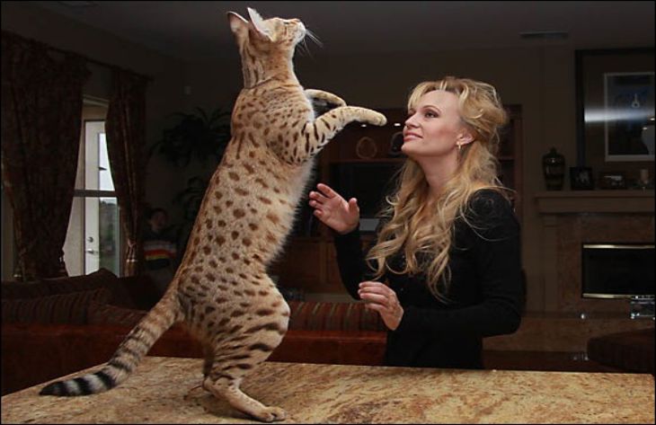 Самый большой кот в мире : новости, кошка, книга рекордов гиннеса, рекорды  и антирекорды