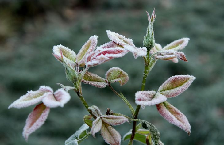 5 способов защитить растения от заморозков