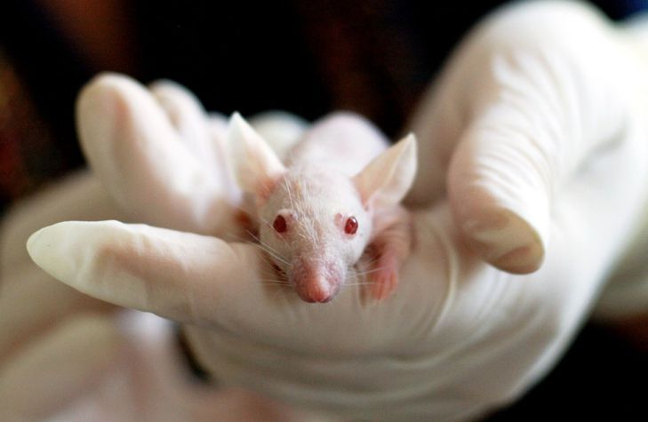 Жизнь в духоте превратила лабораторную мышь в голого землекопа