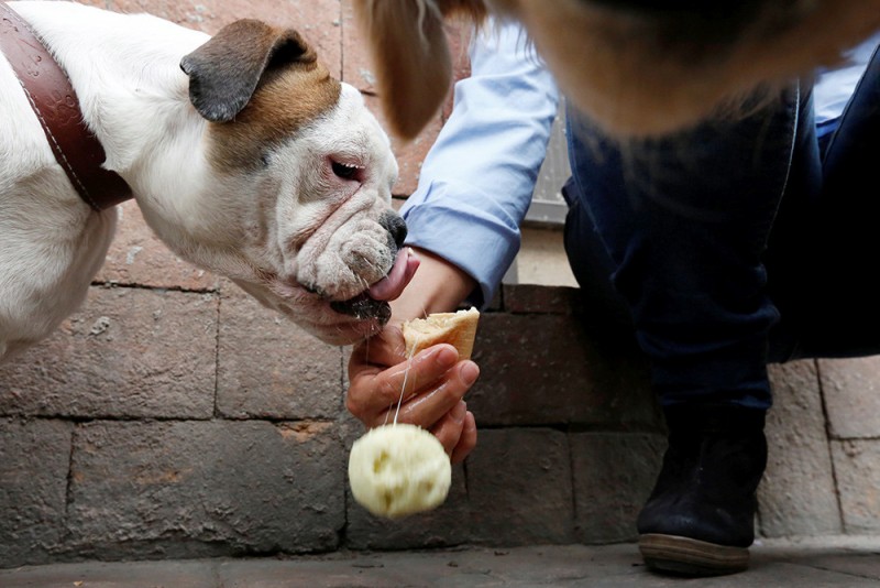 Мексиканцы стали делать мороженое для собак