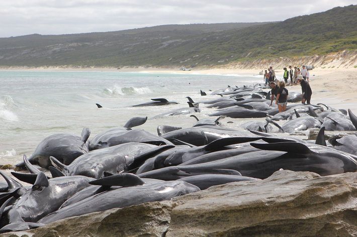 В Австралии выбросились на берег более 150 дельфинов