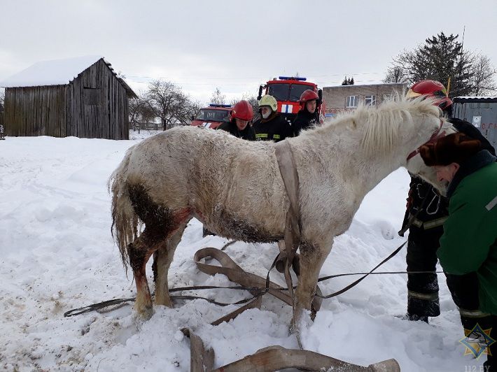 Как в Рогачёвском районе из канализационного колодца вытаскивали коня‍