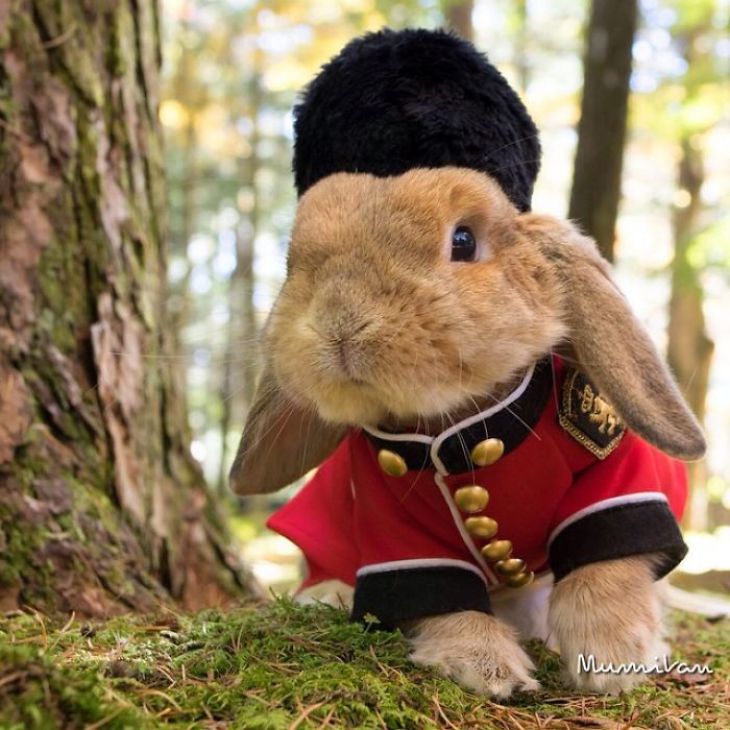 Встречайте самого стильного в мире кролика	(ФОТО)