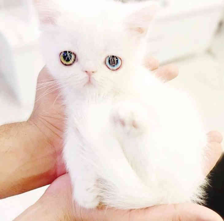 Котенок с гетерохромией восхитил сеть красотой своих глаз