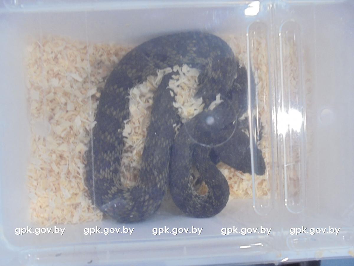 В Национальном аэропорту Минск у пассажира нашли более 50 змей