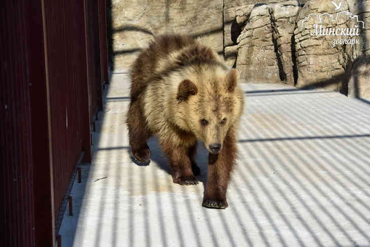 В Минском зоопарке появилась молодая медведица