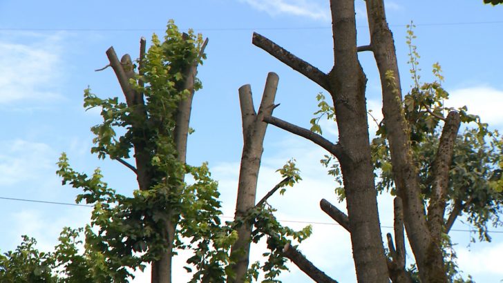 Прокуратура Могилева наказала начальников ЖЭУ за обрезку деревьев «под пень»