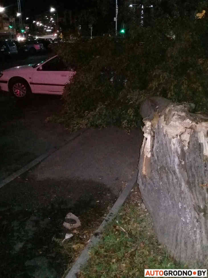 В Гродно дерево упало на машину: что делать в таких случаях