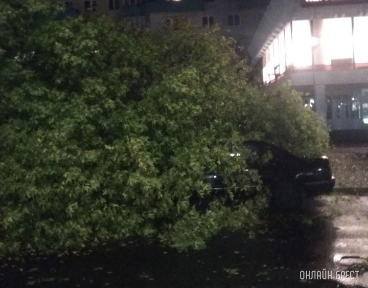 В Бресте сильный ветер валил деревья на автомобили