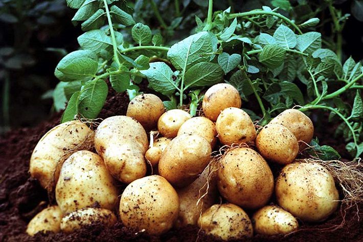 Как правильно удобрять картошку