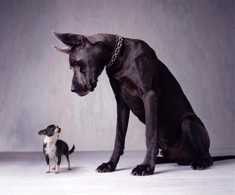 Большие Собаки Мира Фото