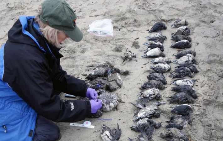 Загадочную гибель птиц объяснили грядущей катастрофой