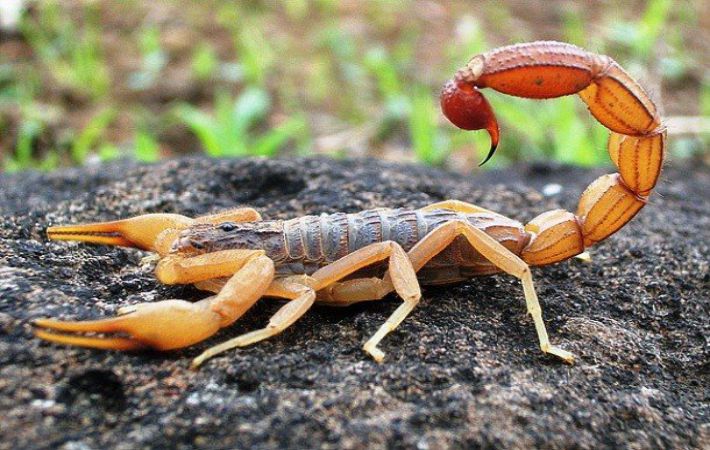 Учёные: Люди боятся скорпионов больше, чем пауков: новости, паук, скорпионы,  домашние животные