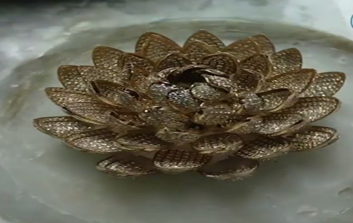 В Индии создали бриллиантовое украшение, которое попало в Книгу рекордов Гиннесса