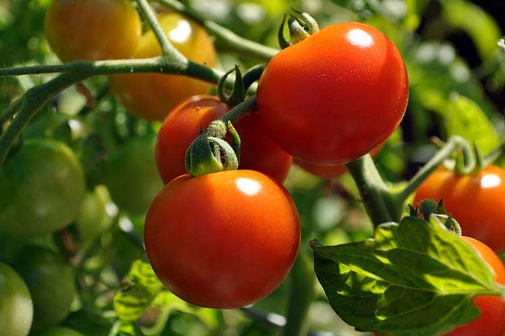 Как продлить плодоношение огурцов и помидоров