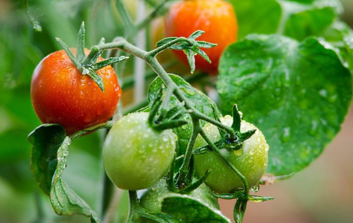 Как продлить плодоношение огурцов и помидоров