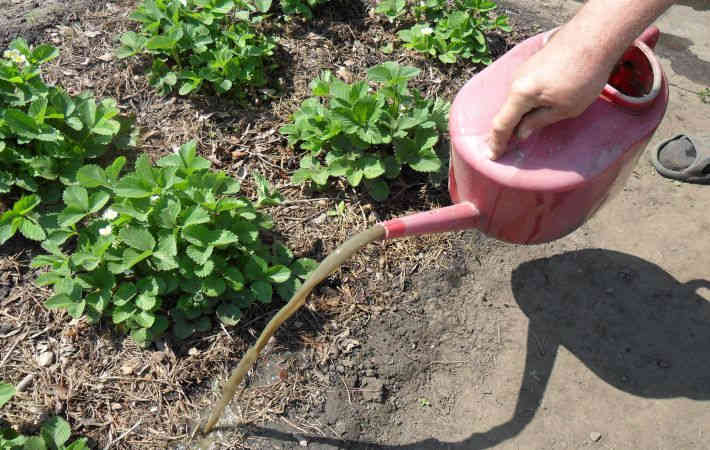 Как правильно удобрять растения куриным пометом