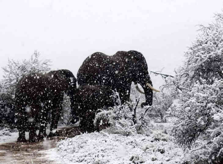 В ЮАР неожиданно выпал снег. Теперь слоны и жирафы разгуливают по сугробам