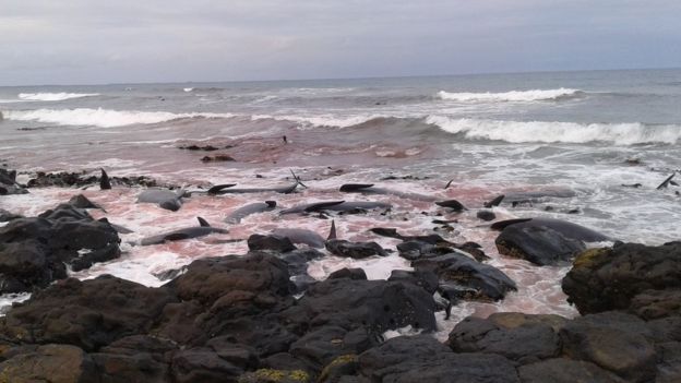 80 черных дельфинов выбросились на берег: кадры происшествия