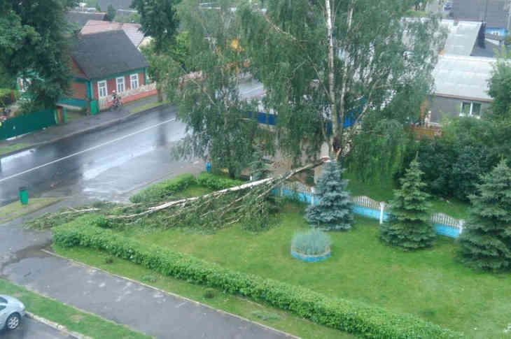 Опубликованы кадры мощного ветра, валившего деревья в Вилейке