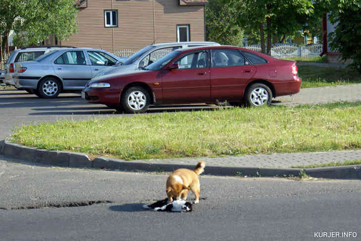 Фотофакт: собака пыталась спасти кота, попавшего под машину в Слуцке