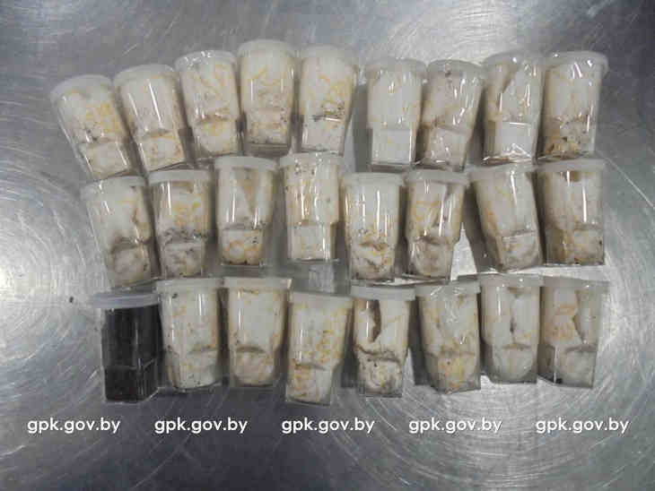 В Национальном аэропорту Минск у пассажира нашли более 50 змей