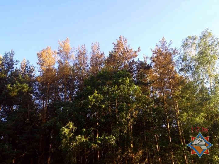 Более 200 человек пытаются спасти лес от короедов в Гомельской области‍