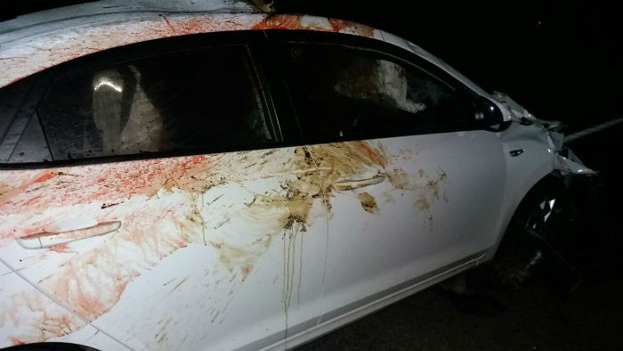 На трассе М1 Hyundai Solaris сбил лося