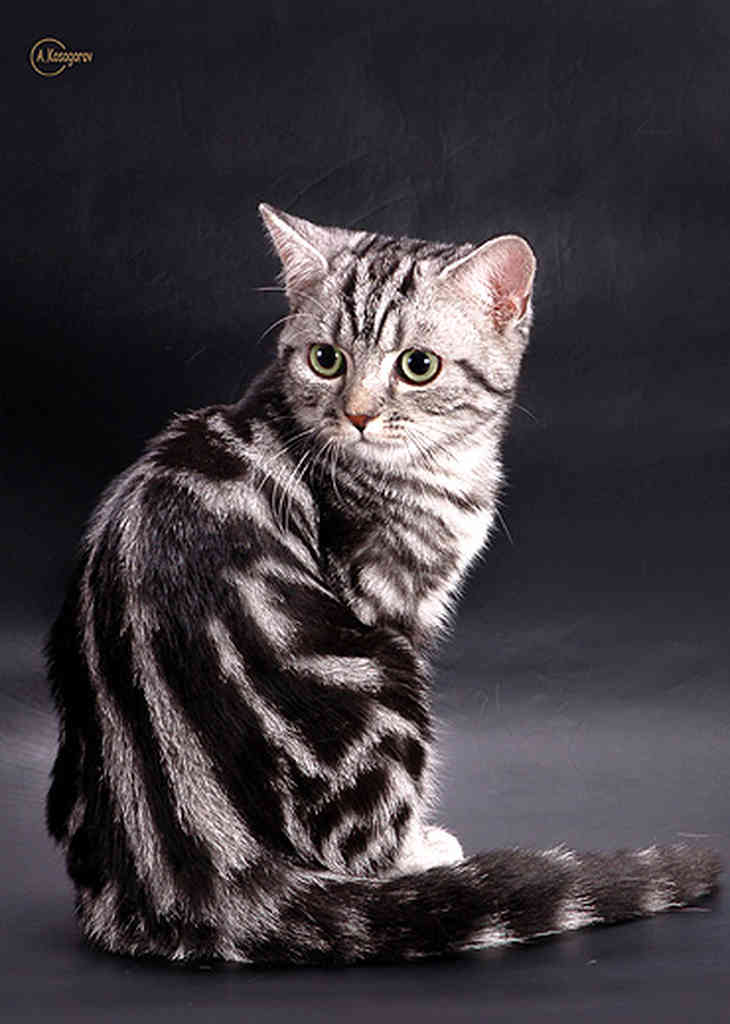 Американская жесткошерстная кошка: новости, домашние животные