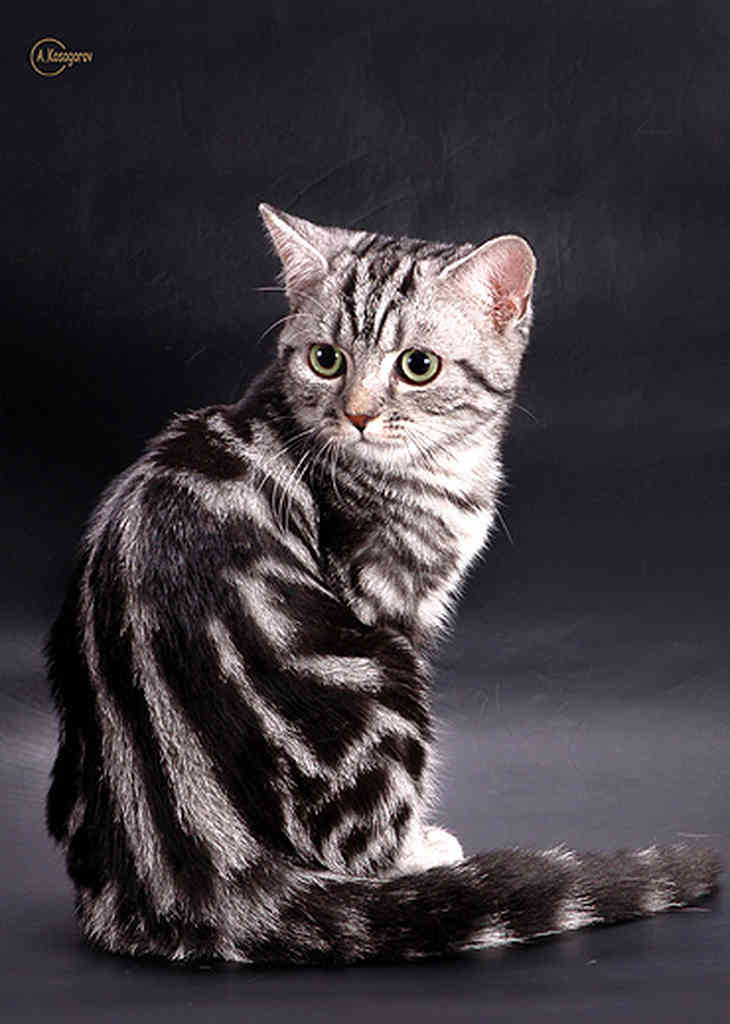 Американская Кошка Фото Цена