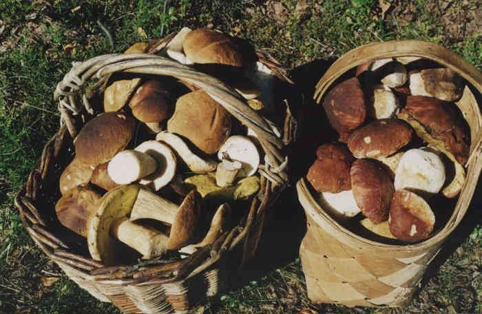 В Полоцком районе на выходных в пятый раз пройдет грибной чемпионат