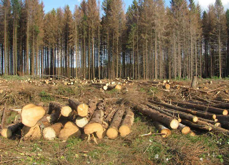 Злоумышленники в Зельвенском районе незаконно вырубили 319 деревьев