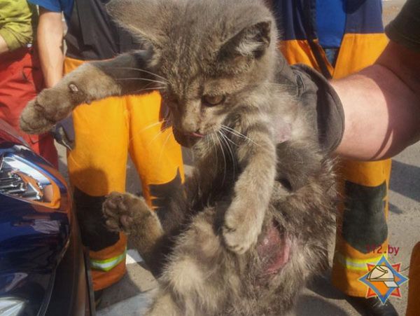 В Минске работники МЧС спасли кота из моторного отсека Peugeot