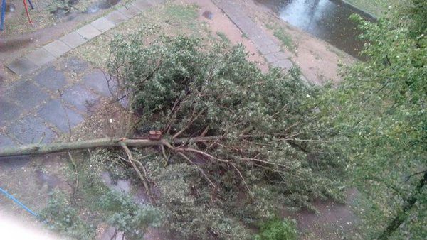 В Могилеве 12 августа сильный ветер срывал крыши и валил деревья