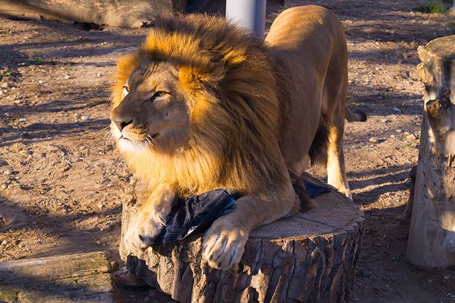 Лев из гродненского зоопарка стал дизайнером джинсов