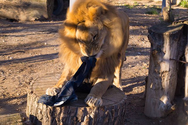 Лев из гродненского зоопарка стал дизайнером джинсов