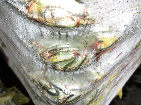 Партию свежемороженой рыбы пытались незаконно ввезти на территорию ЕАЭС