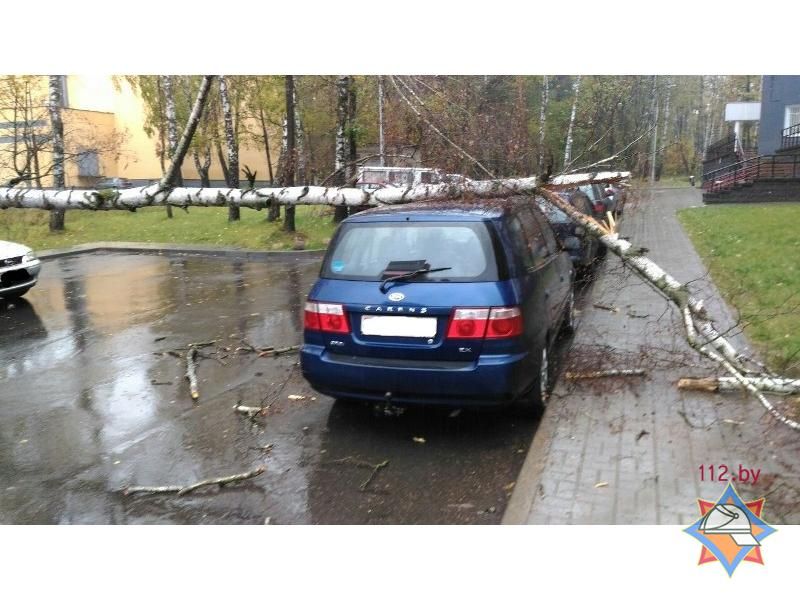 В Минске сильный ветер валил деревья: повреждены несколько машин