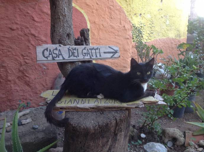 В списке лучших туристических мест Италии кошачий приют на пляже (ФОТО)