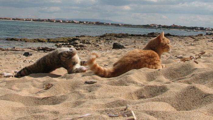 В списке лучших туристических мест Италии кошачий приют на пляже (ФОТО)