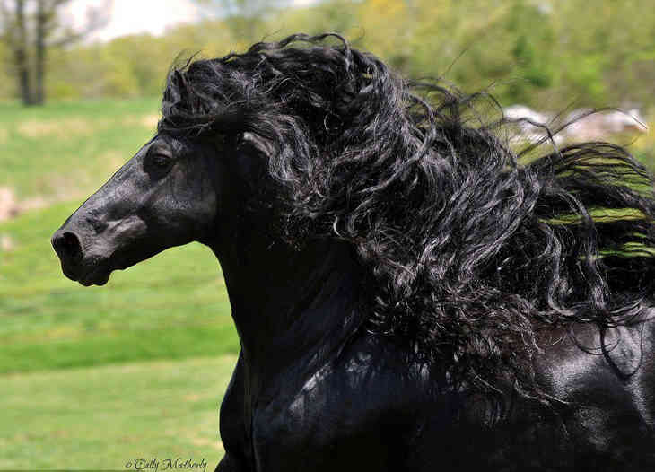 Самый красивый конь в мире (ФОТО)