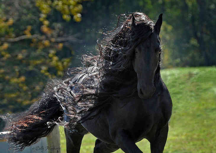 Самый красивый конь в мире (ФОТО)