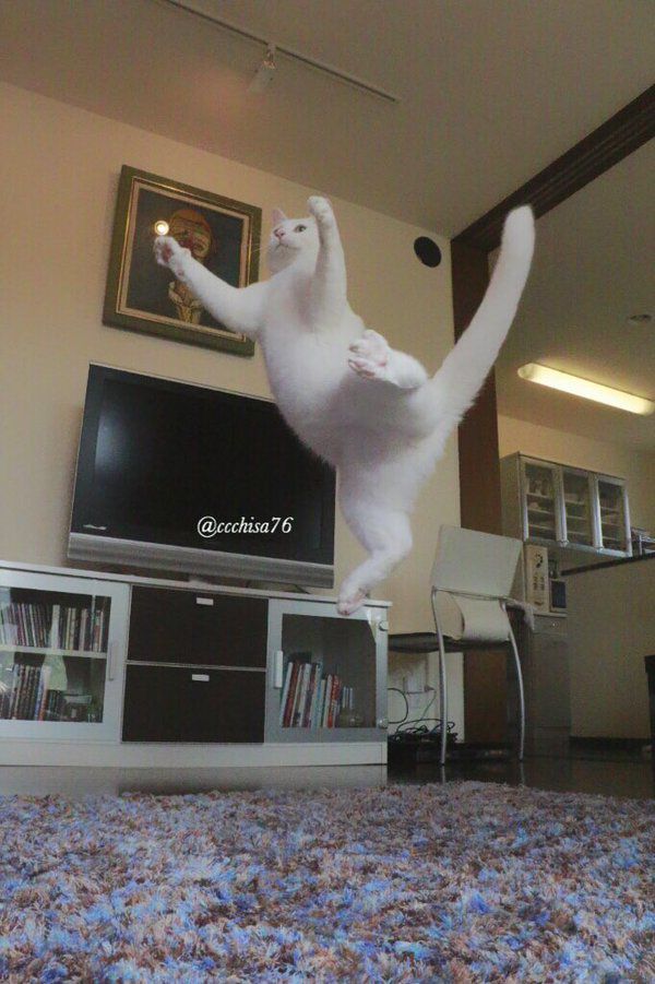 Танцующий кот стал новой интернет-звездой (фото)