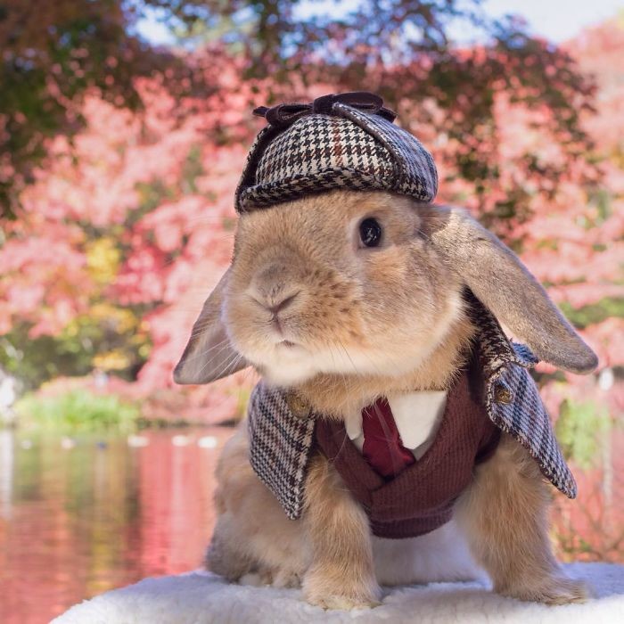 Встречайте самого стильного в мире кролика	(ФОТО)